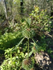 Leucas martinicensis