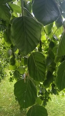 Fagus