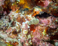 Anampses chrysocephalus