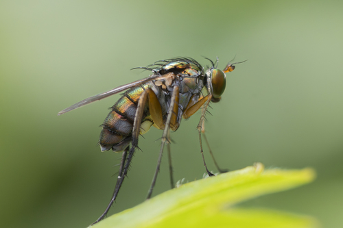 Dolichopus vigilans
