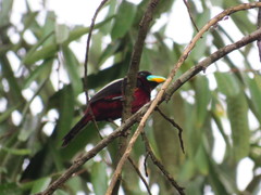 Cymbirhynchus macrorhynchos