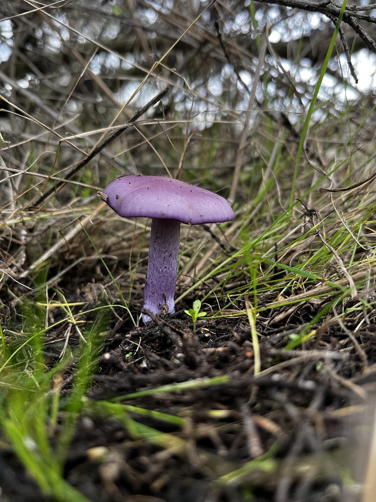 Collybia nuda · June 2024 · photo: © sur_endemico (iNaturalist, cc-by-nc)