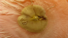 Aspidosperma spruceanum