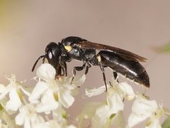 Hylaeus quadriceps