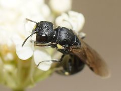 Hylaeus quadriceps