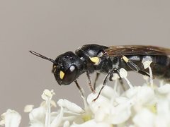 Hylaeus quadriceps