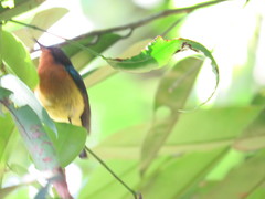 Chalcoparia singalensis