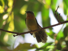 Chalcoparia singalensis