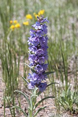 Penstemon angustifolius