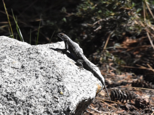 iNaturalist observation photo of Spiny Lizards