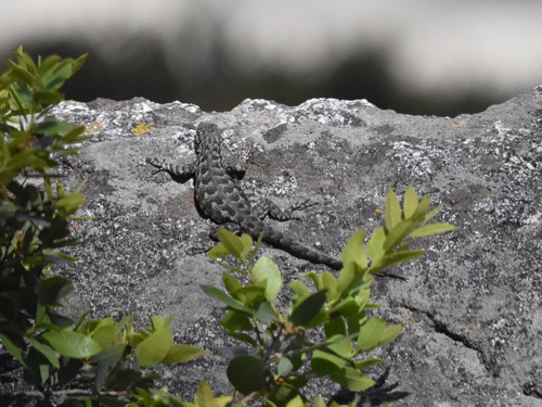 iNaturalist observation photo of Sierra Fence Lizard