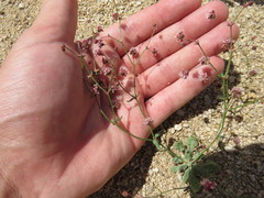 Eriogonum maculatum