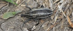Scaphomorphus