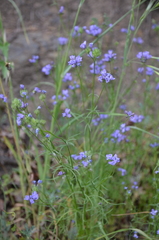 Gilia achilleifolia