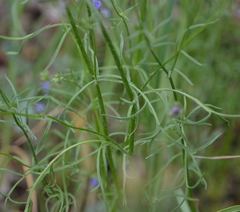 Gilia achilleifolia