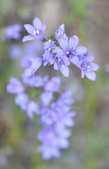 Gilia achilleifolia