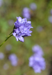 Gilia achilleifolia