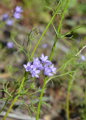 Gilia achilleifolia