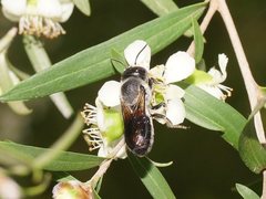 Megachile lucidiventris