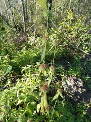 Leucas martinicensis