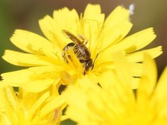 Lasioglossum calophyllae