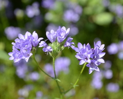 Gilia achilleifolia