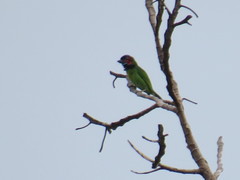 Psilopogon duvaucelii