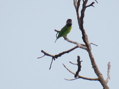 Psilopogon duvaucelii