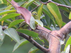 Aegithina viridissima