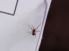 Zygiellinae
