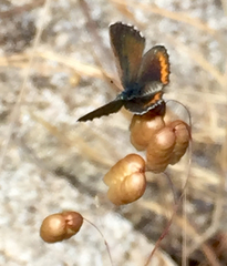 Euphilotes enoptes smithi