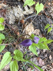 Clematis occidentalis grosseserrata