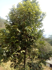 Diospyros nigra