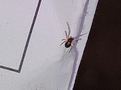 Zygiellinae