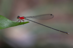 Amphicnemis gracilis