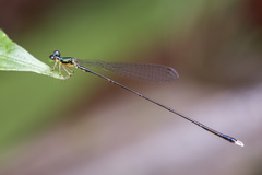 Amphicnemis gracilis