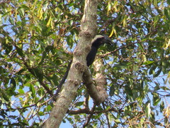 Anthracoceros malayanus