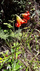 Lilium maritimum