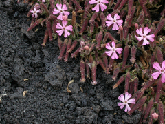 Saponaria sicula