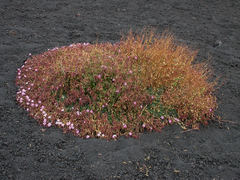 Saponaria sicula