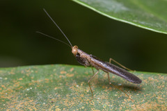 Amantis