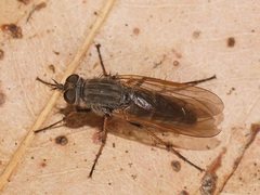 Anabarhynchus yeatesi