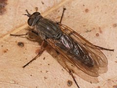 Anabarhynchus yeatesi