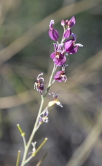 Streptanthus glandulosus glandulosus