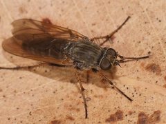 Anabarhynchus yeatesi