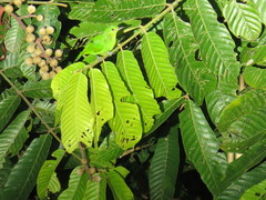 Chloropsis cyanopogon