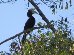 Anthracoceros malayanus