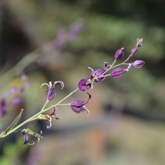 Streptanthus glandulosus glandulosus