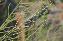 Streptanthus glandulosus glandulosus