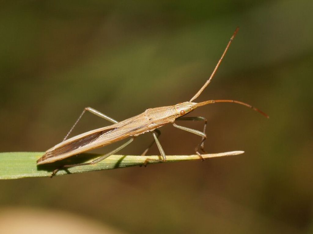 Long Broad-headed Bug